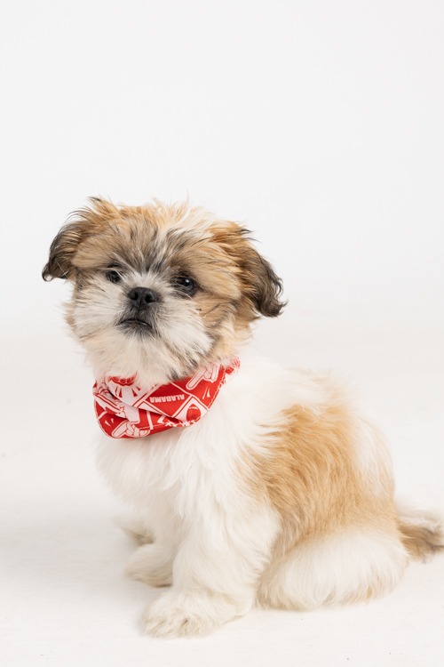 Cheers Scarf, Red - 4K7A8002.jpg